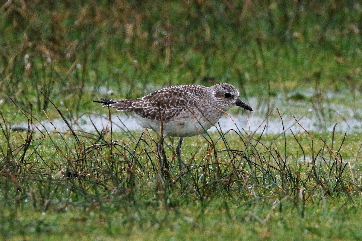 Black-bellied Plover - Tim Shelmerdine