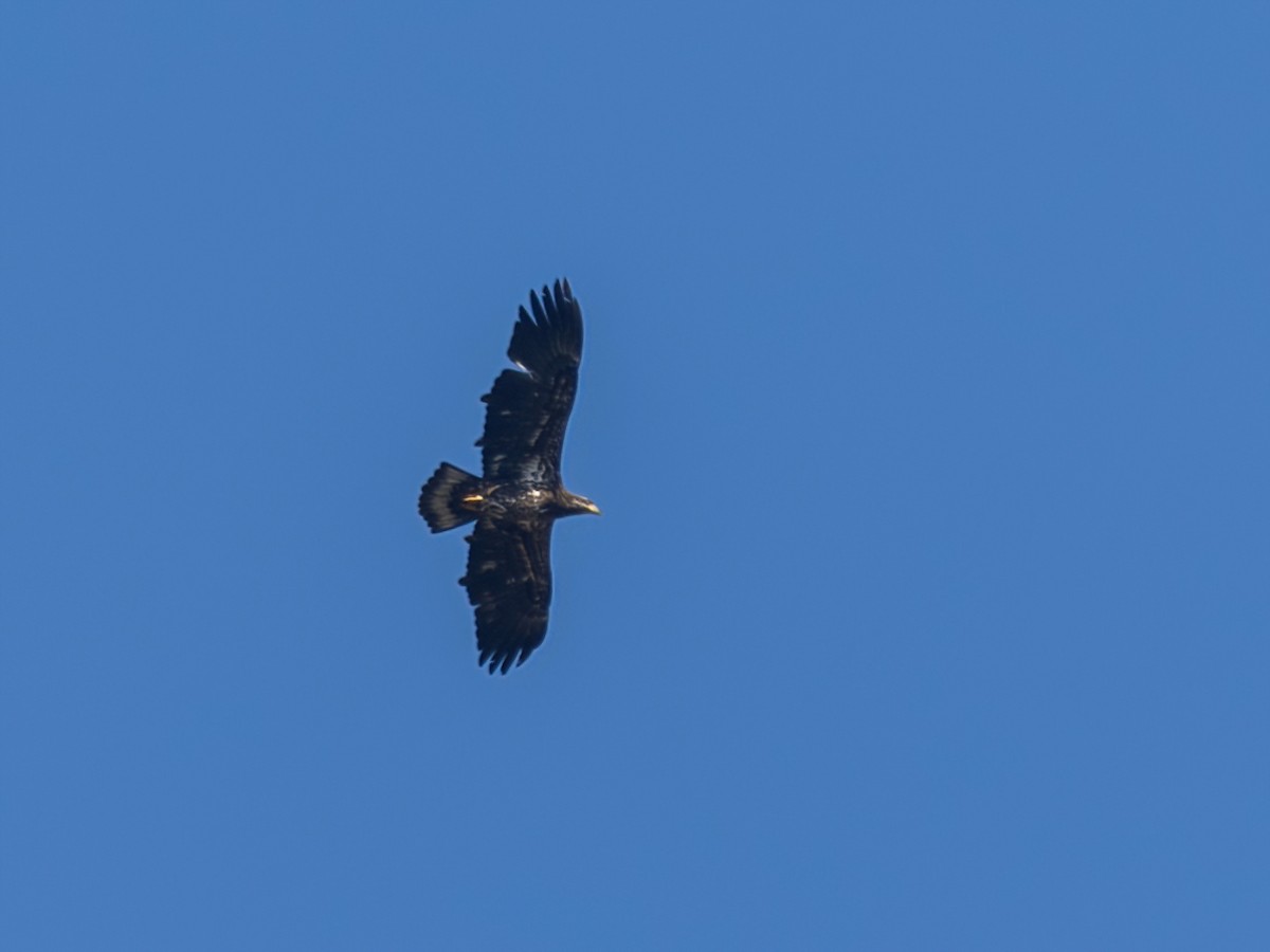 Bald Eagle - Bruce Aird