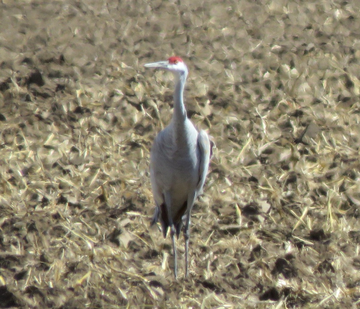 Grulla Canadiense - ML615435636