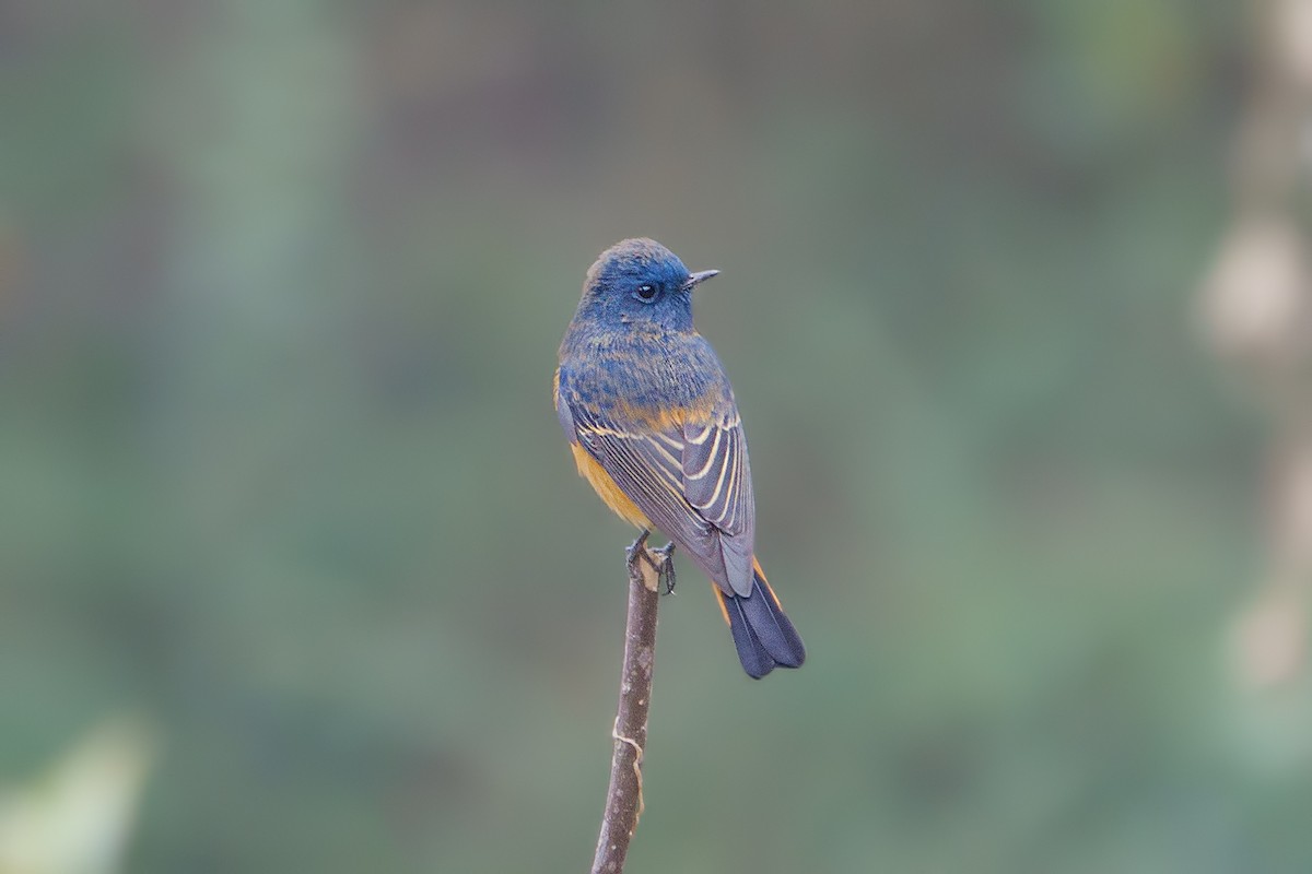 Blue-fronted Redstart - ML615435667