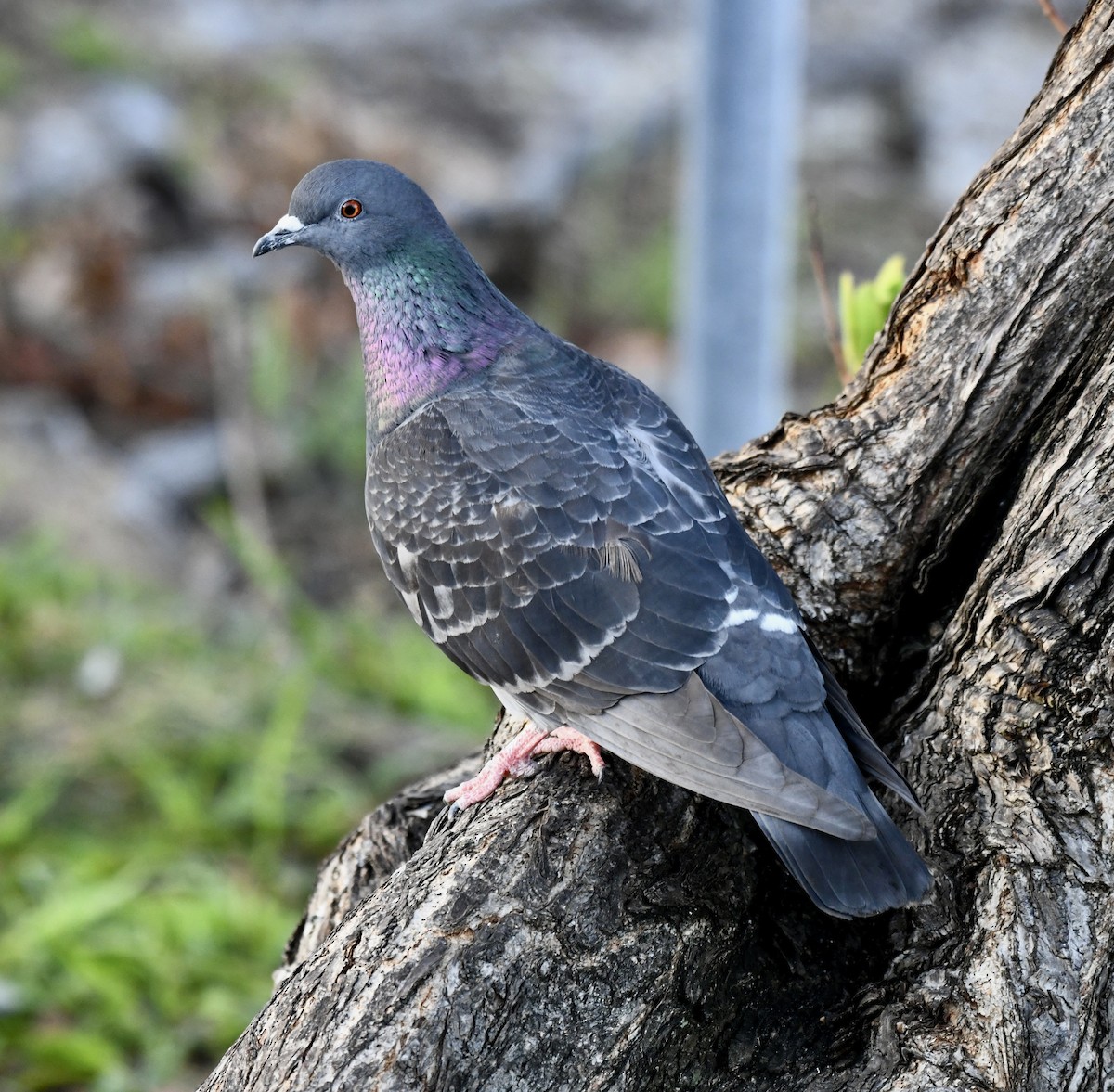 Rock Pigeon (Feral Pigeon) - ML615435699