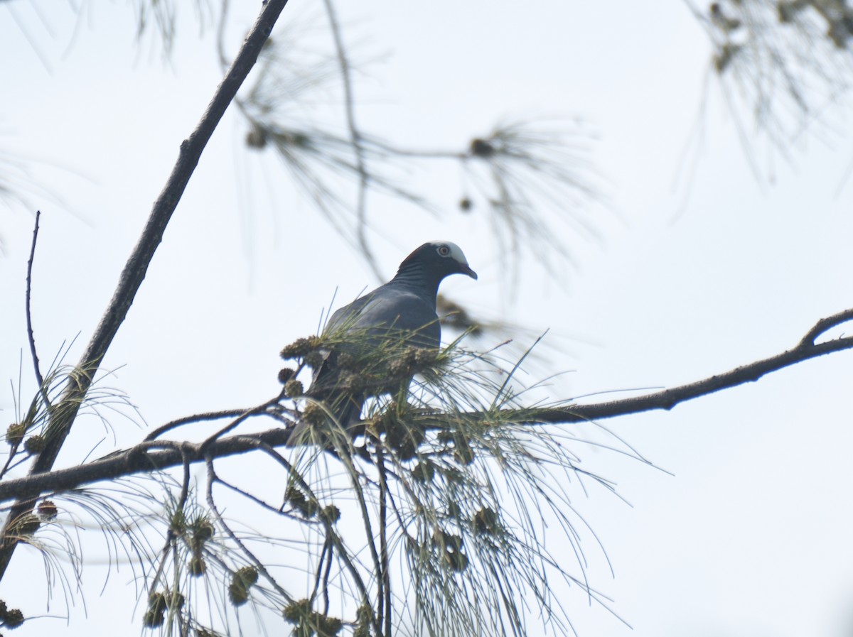 White-crowned Pigeon - ML615435701