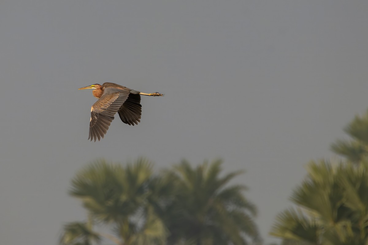 Purple Heron - ML615435718