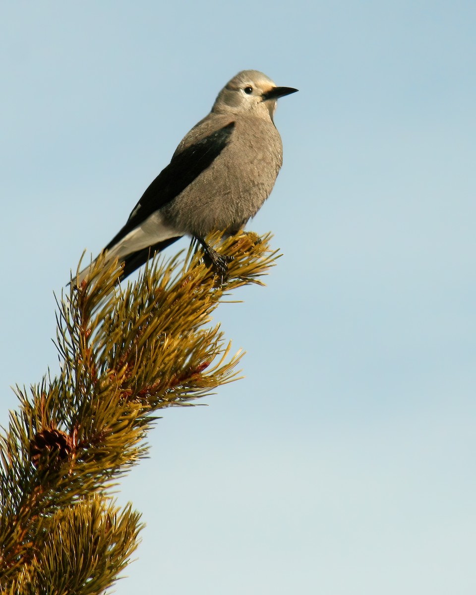 Clark's Nutcracker - Mike Smith