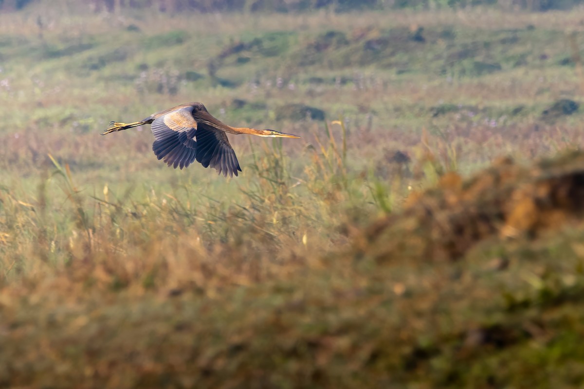 Purple Heron - ML615435818