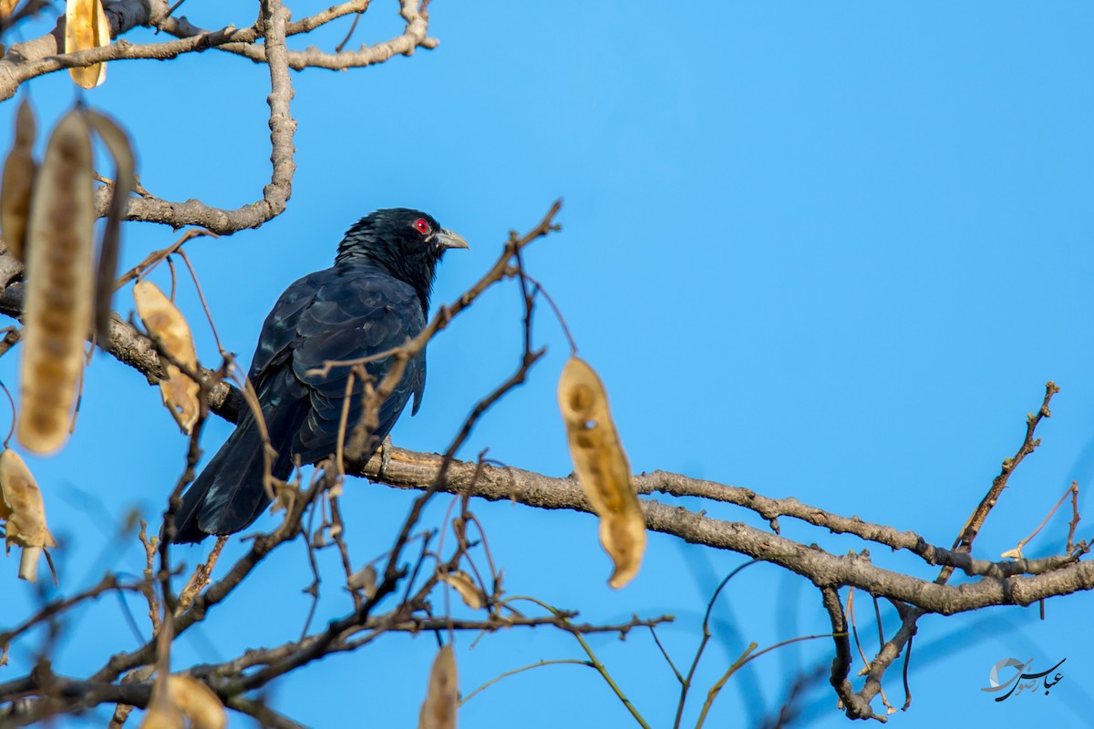 Asian Koel - ML615435833