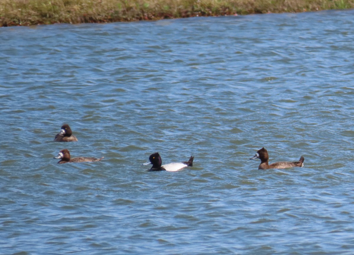 Lesser Scaup - ML615435858