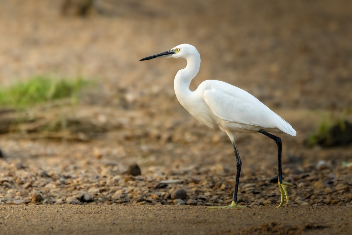 Little Egret - ML615435877