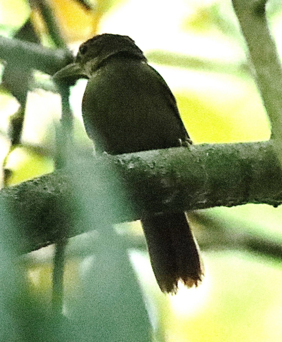 Chiriqui Foliage-gleaner - ML615435892