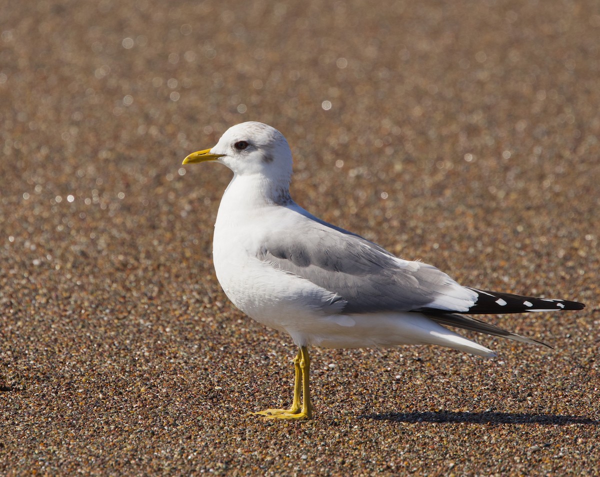 Short-billed Gull - Pair of Wing-Nuts