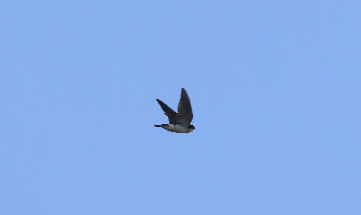 Chilean Swallow - ML615435957