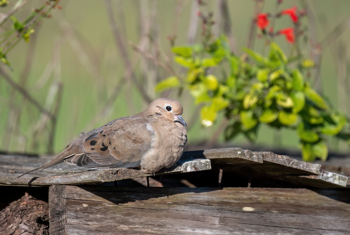 Mourning Dove - Anne-Marie Dufour