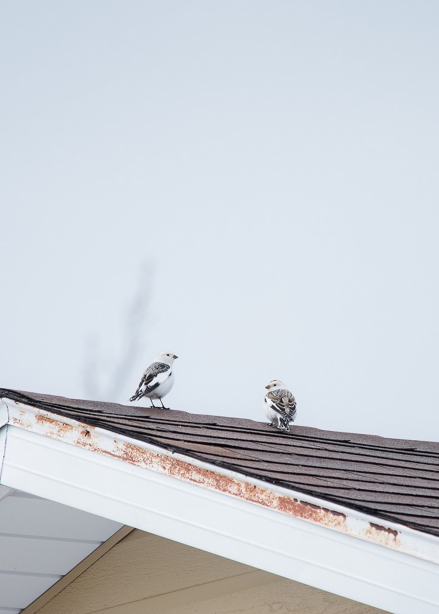 Snow Bunting - ML615435959