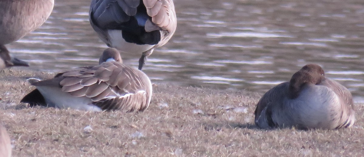 Greater White-fronted Goose - ML615435973