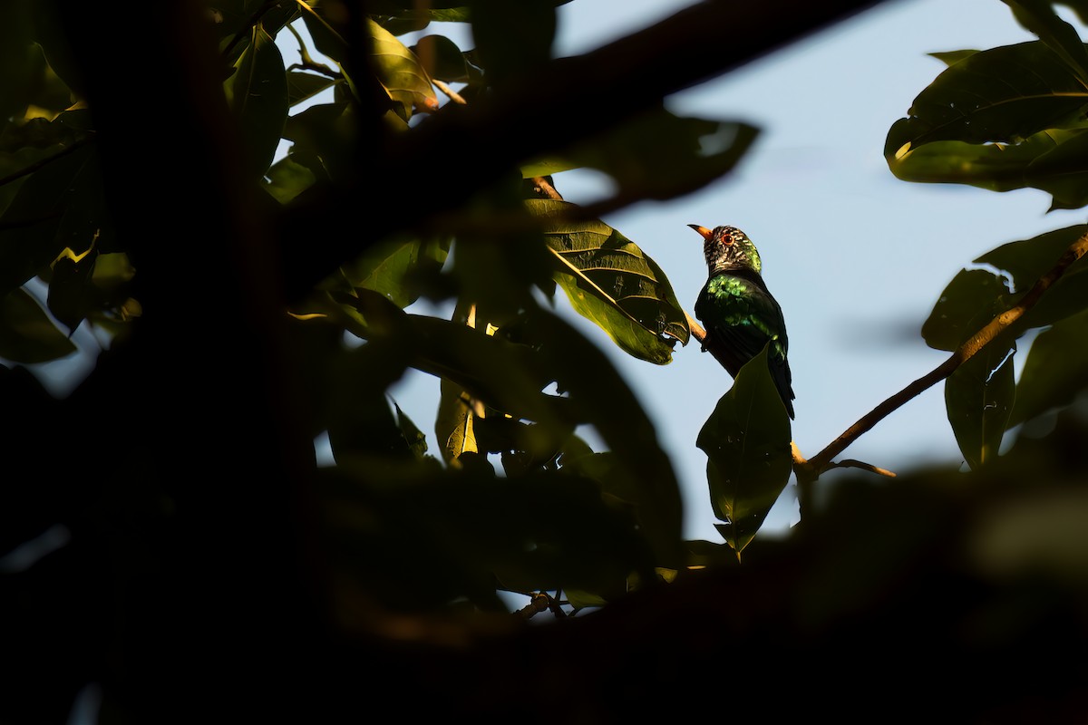 Asian Emerald Cuckoo - ML615435995