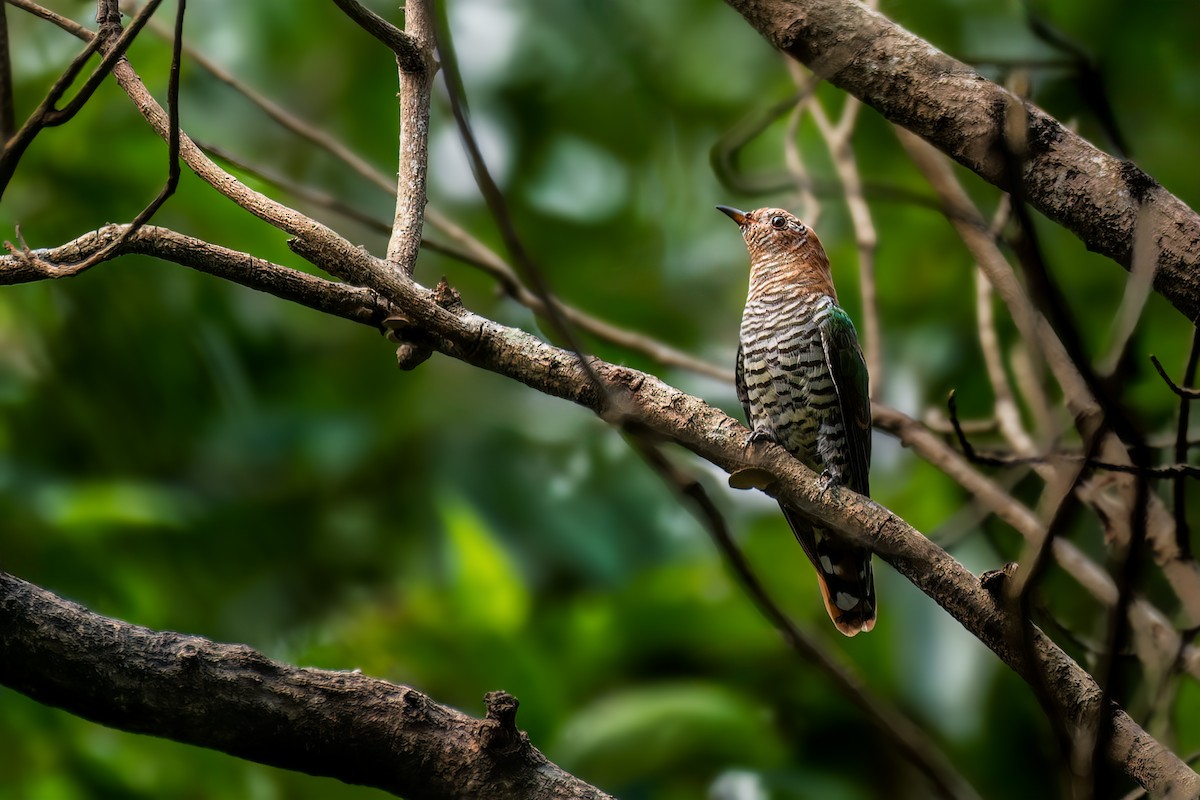 Asian Emerald Cuckoo - ML615436001