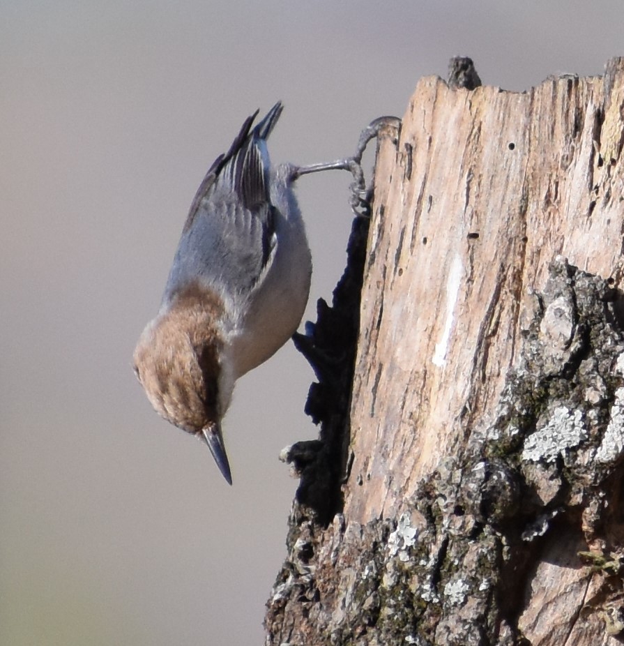 Brown-headed Nuthatch - ML615436005