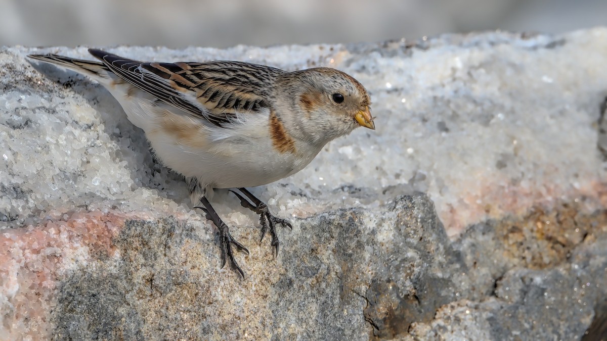 Snow Bunting - ML615436012