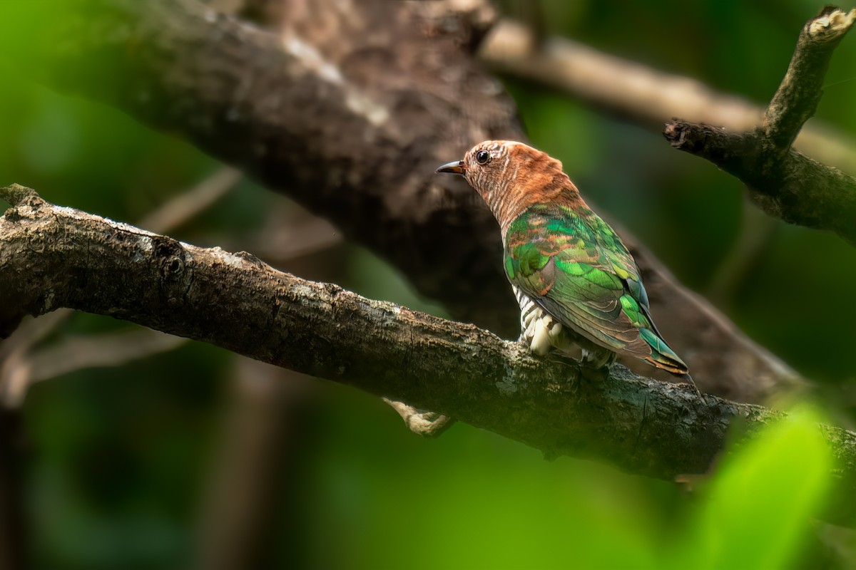 Asian Emerald Cuckoo - ML615436013