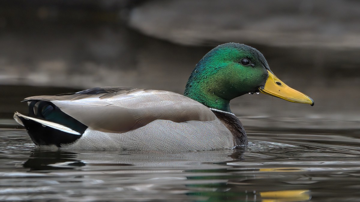 Mallard - ML615436030