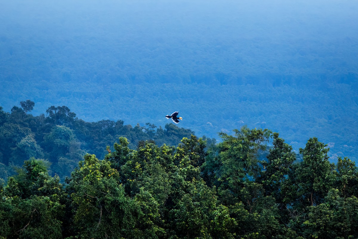 Oriental Pied-Hornbill - ML615436036