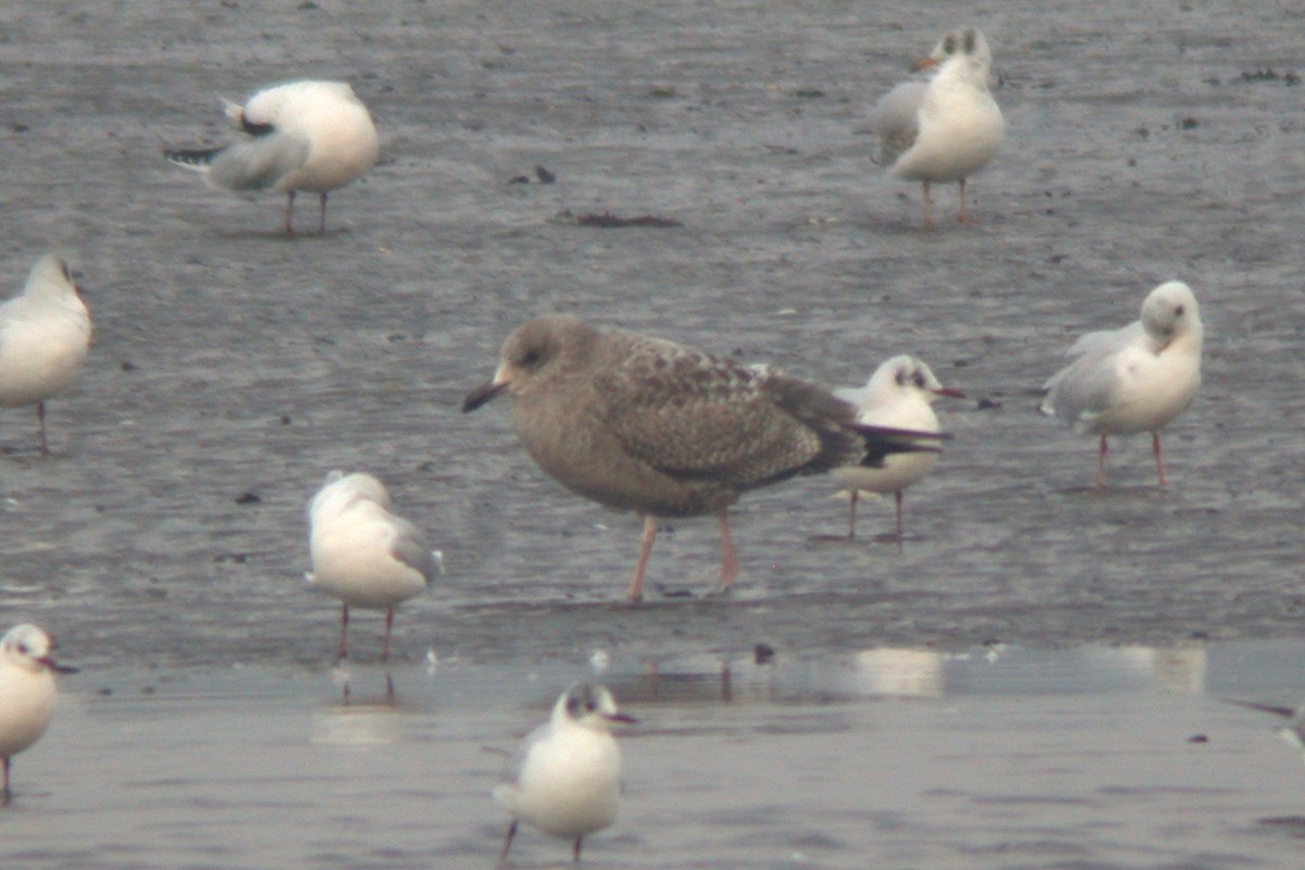 American Herring Gull - ML615436040