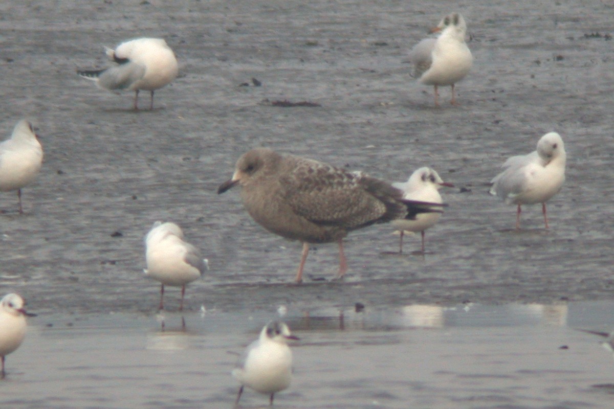 Goéland argenté (smithsonianus) - ML615436040