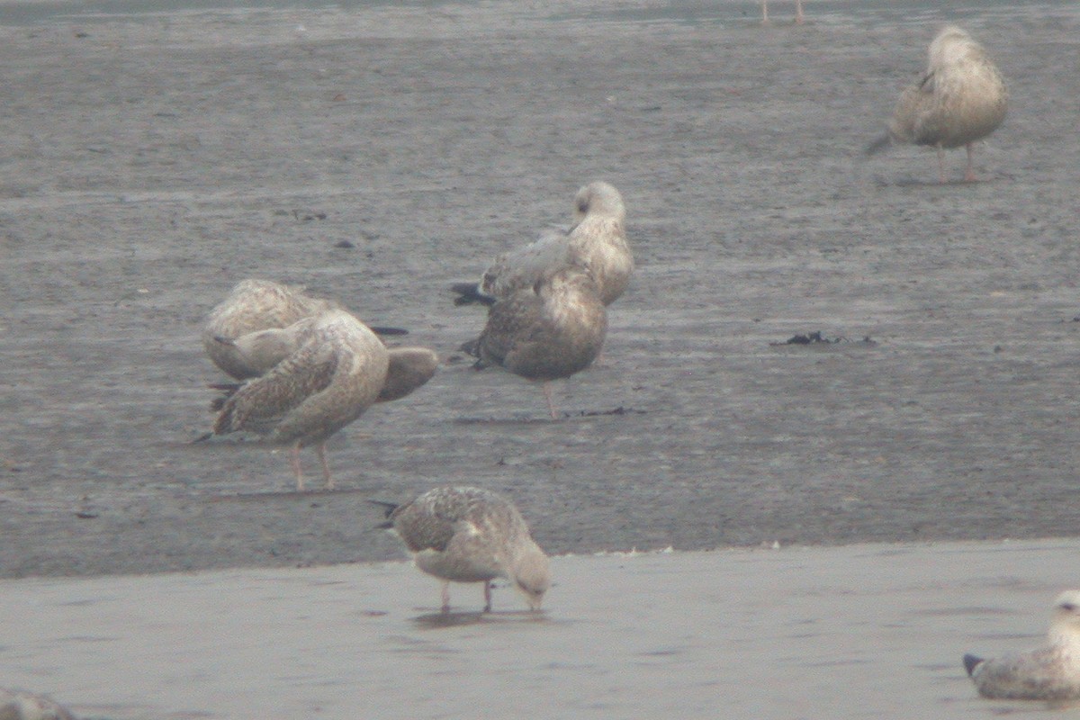 American Herring Gull - ML615436041
