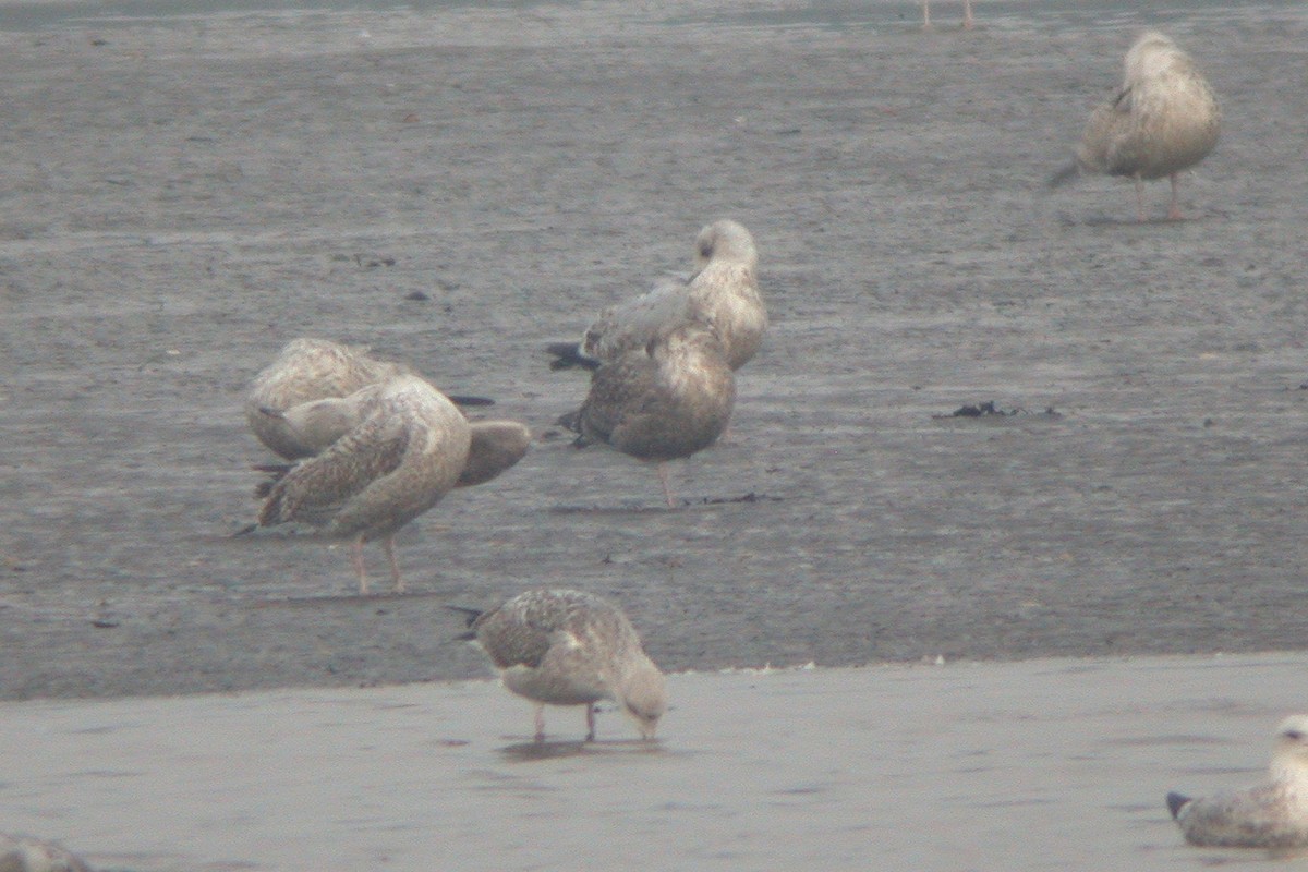 Gaviota Argéntea (americana) - ML615436041