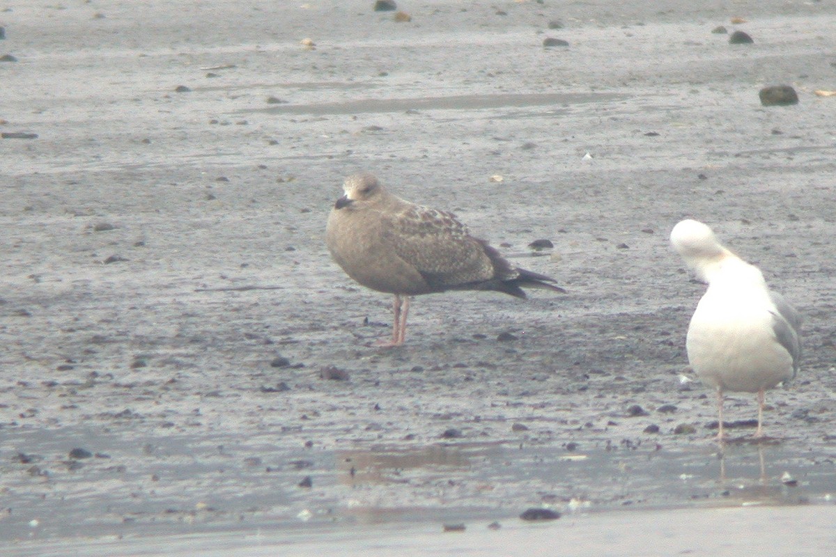 American Herring Gull - ML615436042