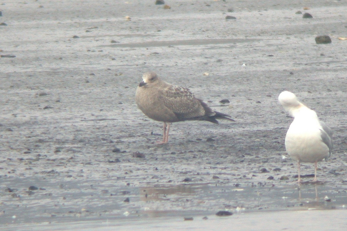 Gaviota Argéntea (americana) - ML615436042