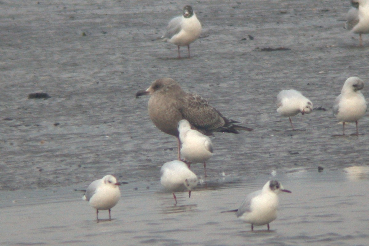 Goéland argenté (smithsonianus) - ML615436044