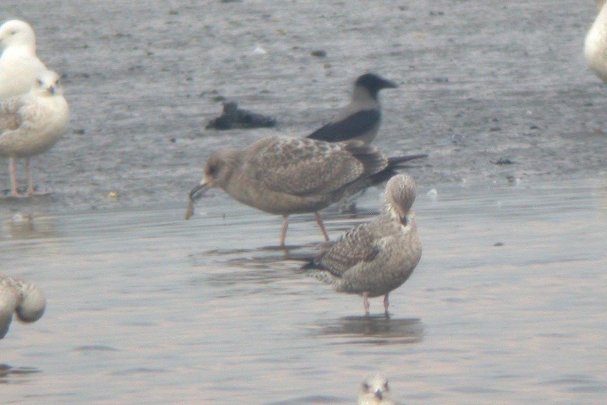 American Herring Gull - ML615436045
