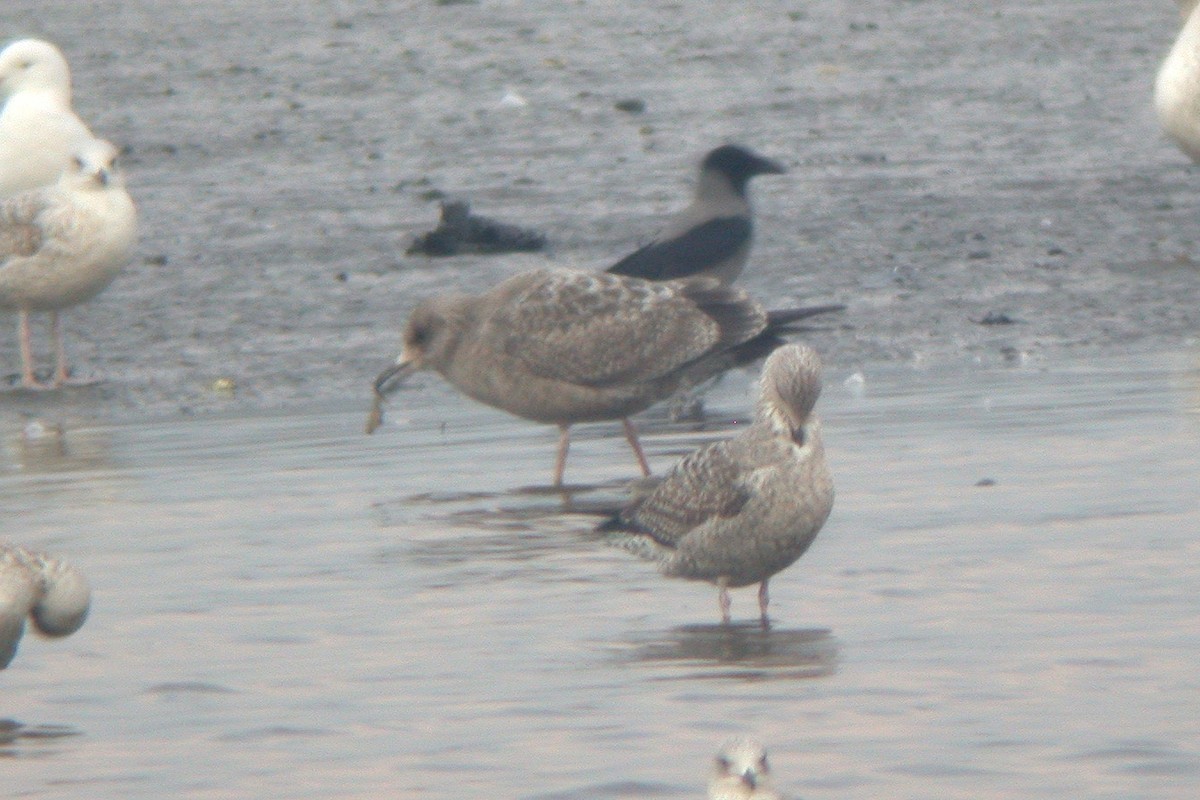 racek stříbřitý (ssp. smithsonianus) - ML615436045