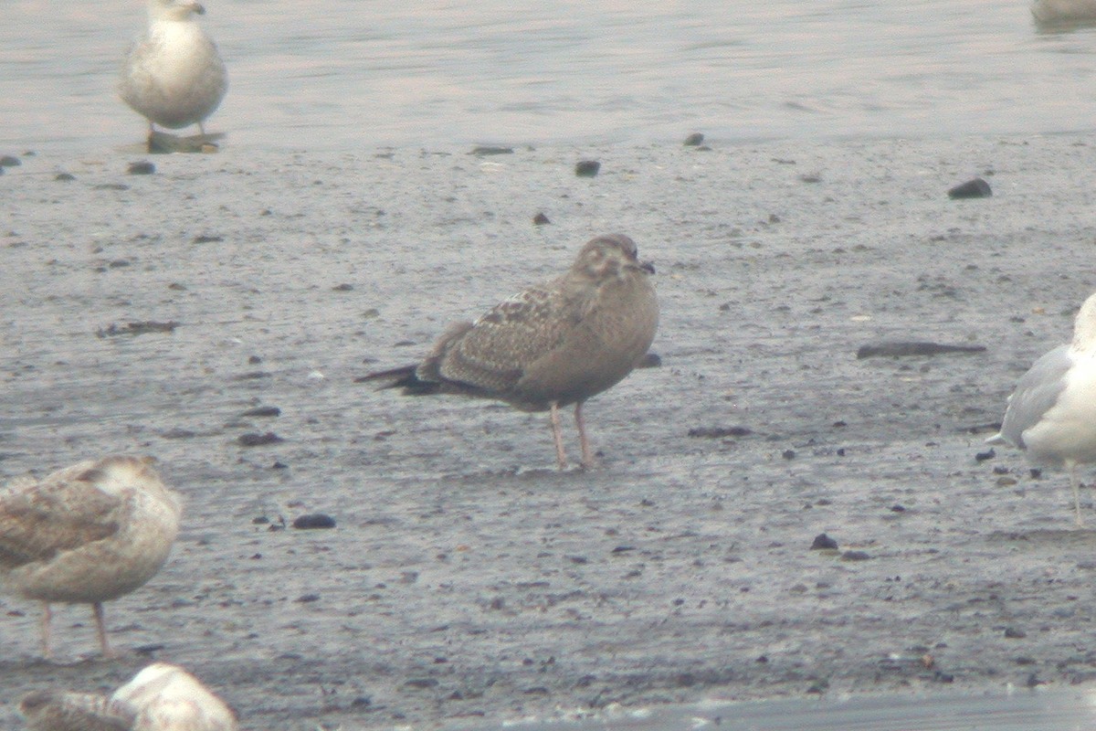 Gaviota Argéntea (americana) - ML615436046