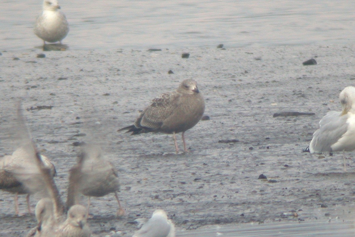 American Herring Gull - ML615436047