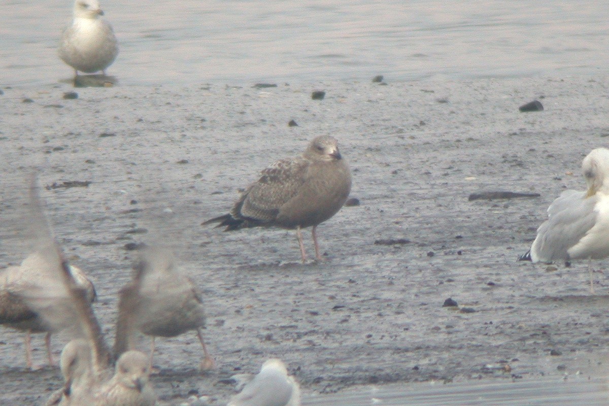 Gaviota Argéntea (americana) - ML615436047