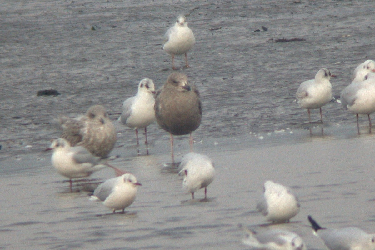 American Herring Gull - ML615436048