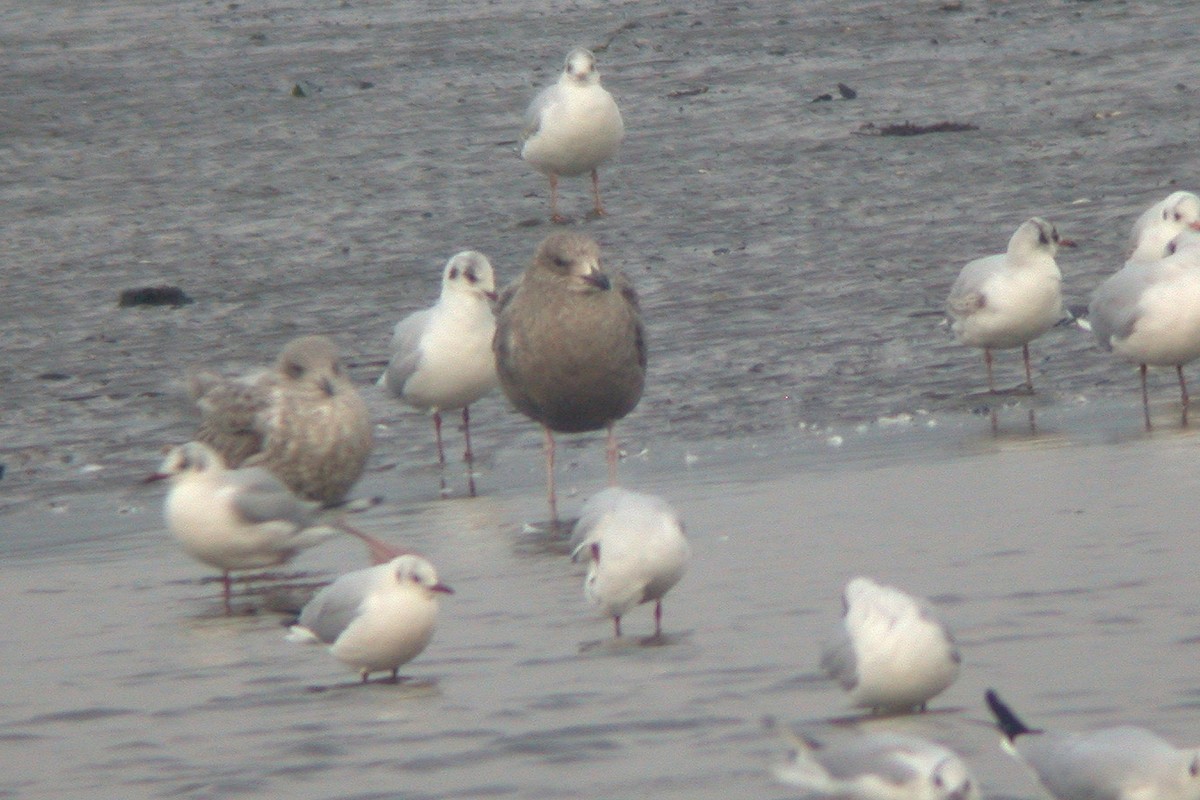 Herring Gull (American) - ML615436048