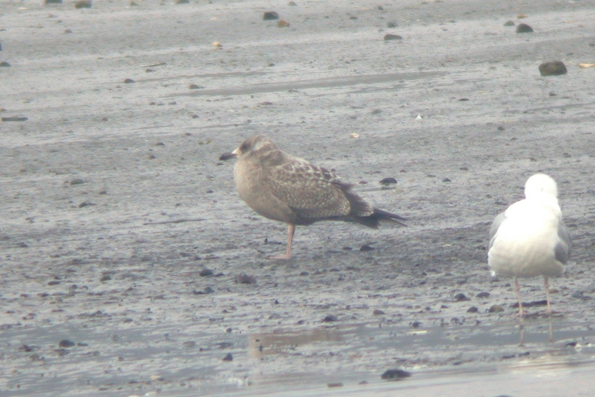American Herring Gull - ML615436049