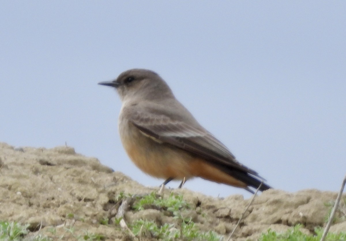 Say's Phoebe - ML615436053