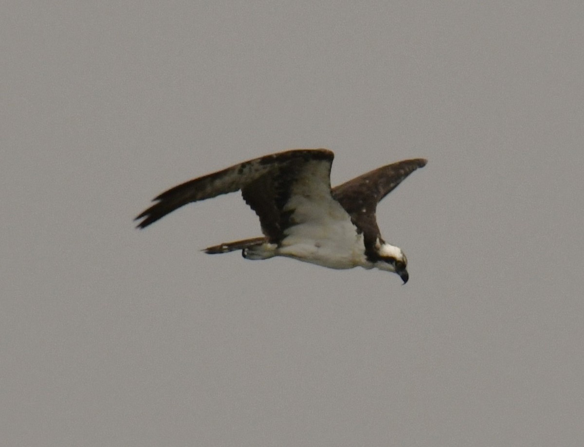 Balbuzard pêcheur - ML615436061