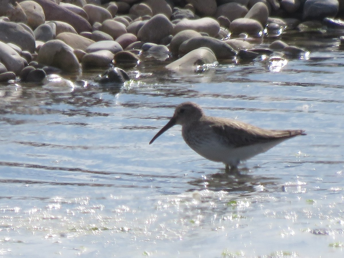 Dunlin - ML615436094