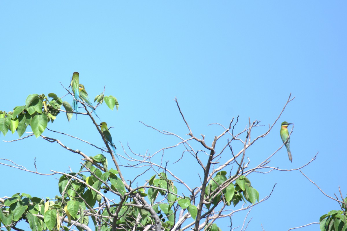 Blue-tailed Bee-eater - ML615436101