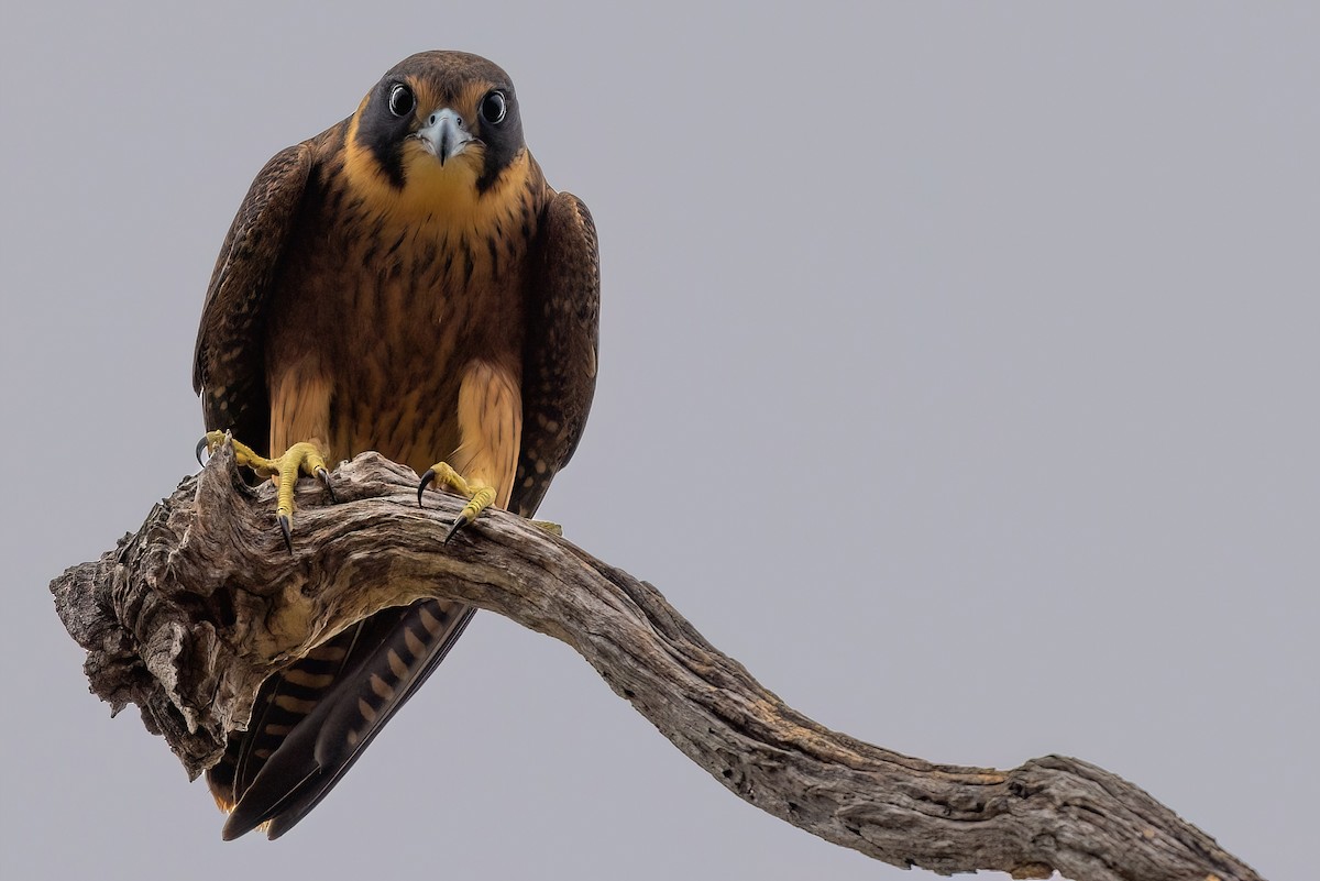 Australian Hobby - Jaap Velden