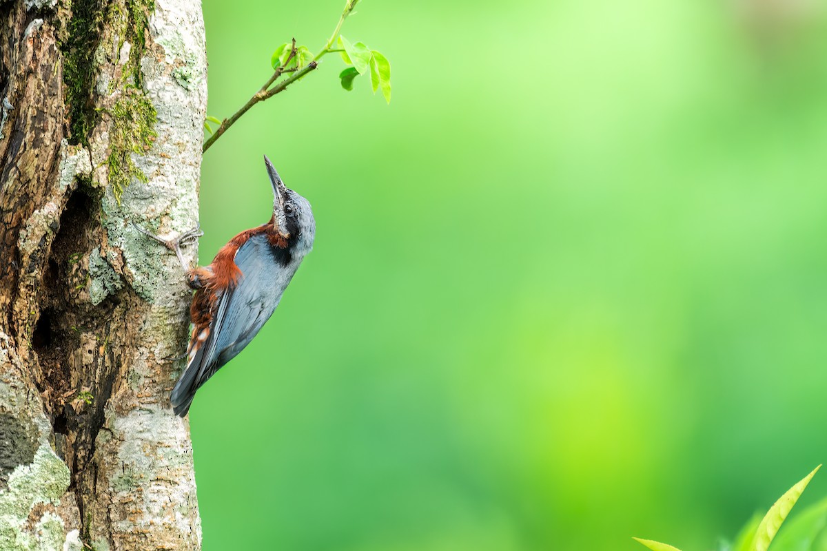 Chestnut-bellied Nuthatch - ML615436153