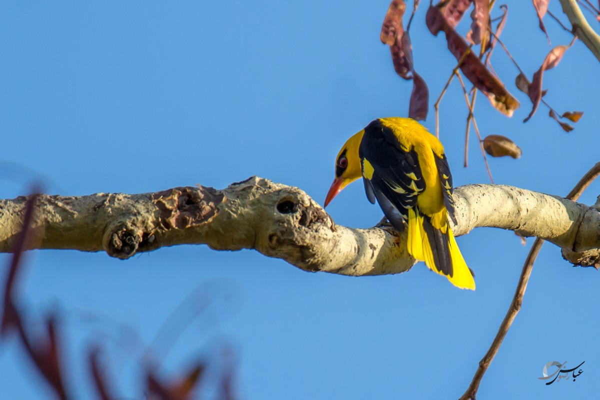 Indian Golden Oriole - ML615436192