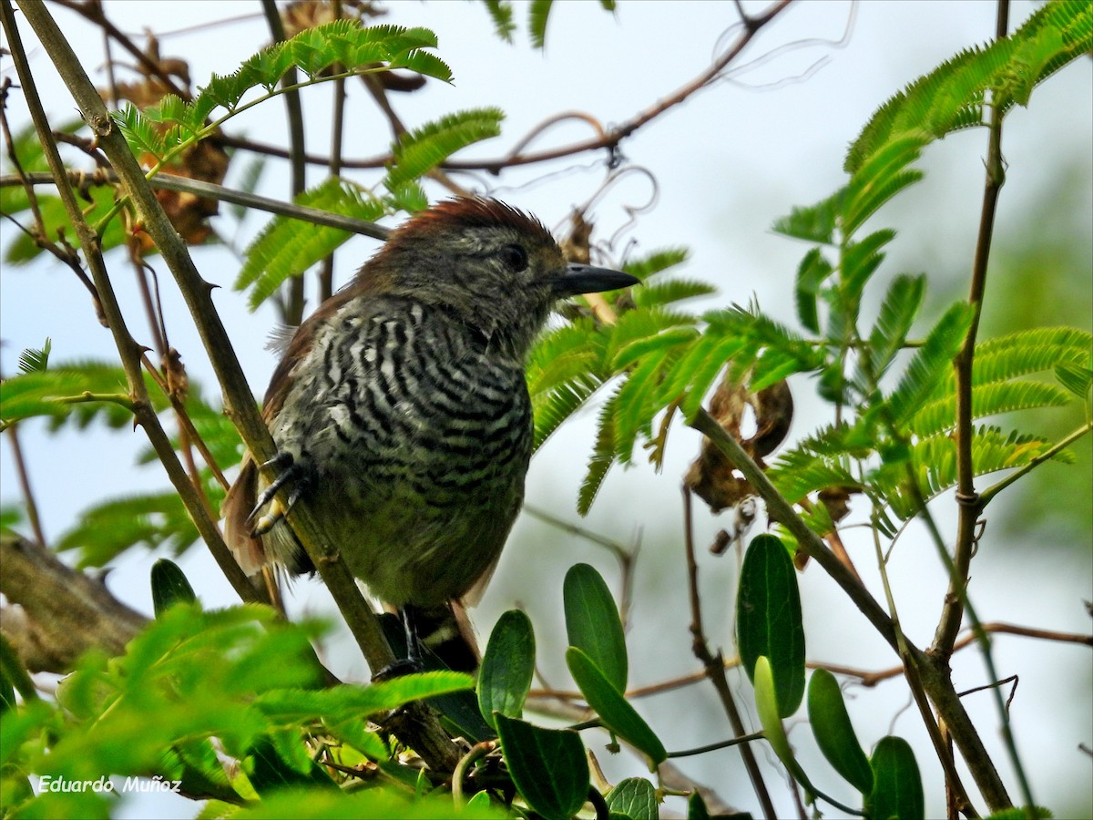 Rufous-capped Antshrike - ML615436209