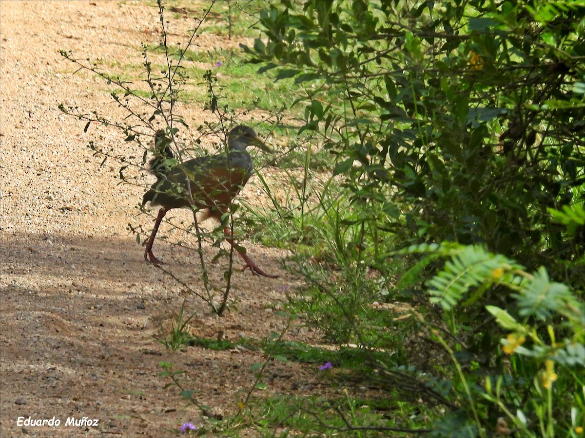 Gray-cowled Wood-Rail - ML615436232