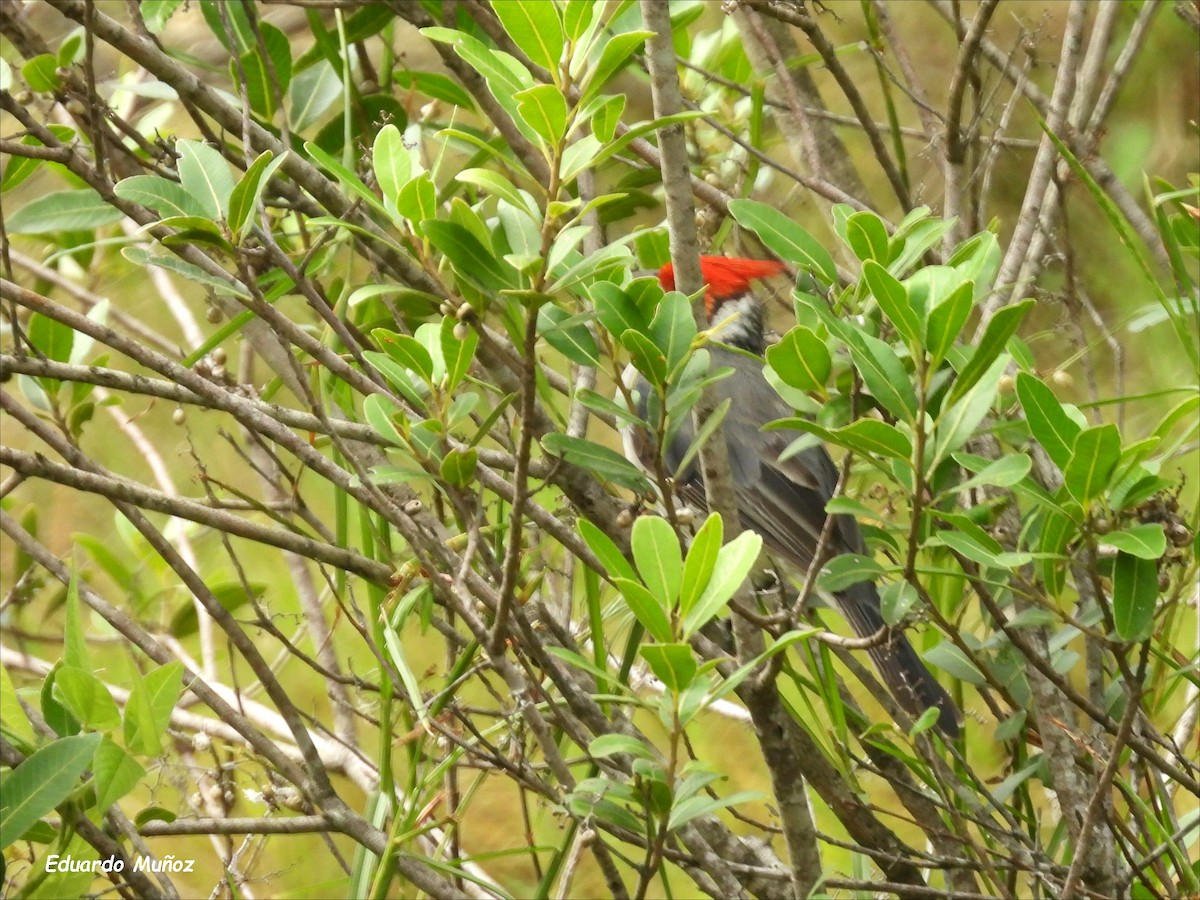 Red-crested Cardinal - ML615436248